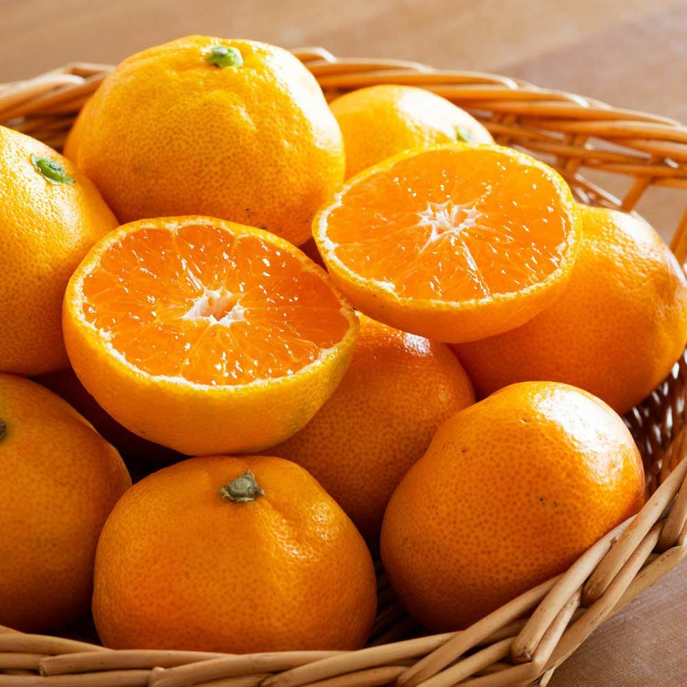 権兵衛さんの三ヶ日みかん 青島品種 5kg レビュー｜はちみつ専門店