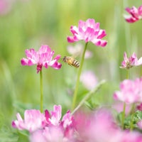 国産れんげ蜂蜜 450gボトルタイプ