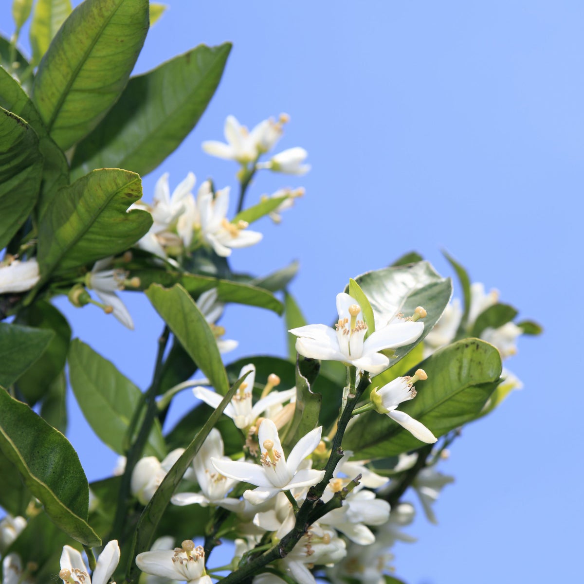 国産三ヶ日みかん蜂蜜 450gボトルタイプ