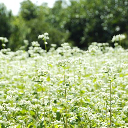 国産そば蜂蜜 200g