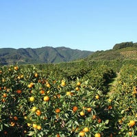 権兵衛さんの三ヶ日みかん 早生品種
