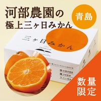 河部農園の極上三ヶ日みかん 青島〔貯蔵熟成〕 4kg