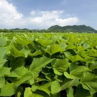 【WEB限定】しっとりはちみつ蜜芋 3袋セット