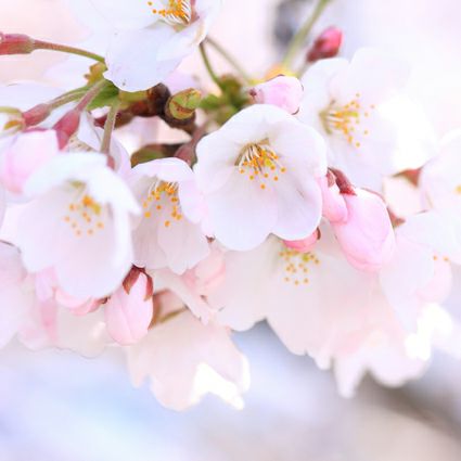 国産三ヶ日の春蜂蜜 125g