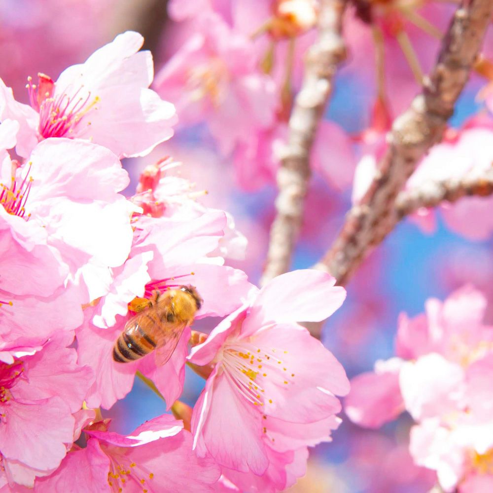 【WEB限定】のどを通りやすい癒しのハニージュレ 5個セット