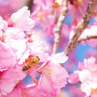 【WEB限定】のどを通りやすい癒しのハニージュレ 5個セット