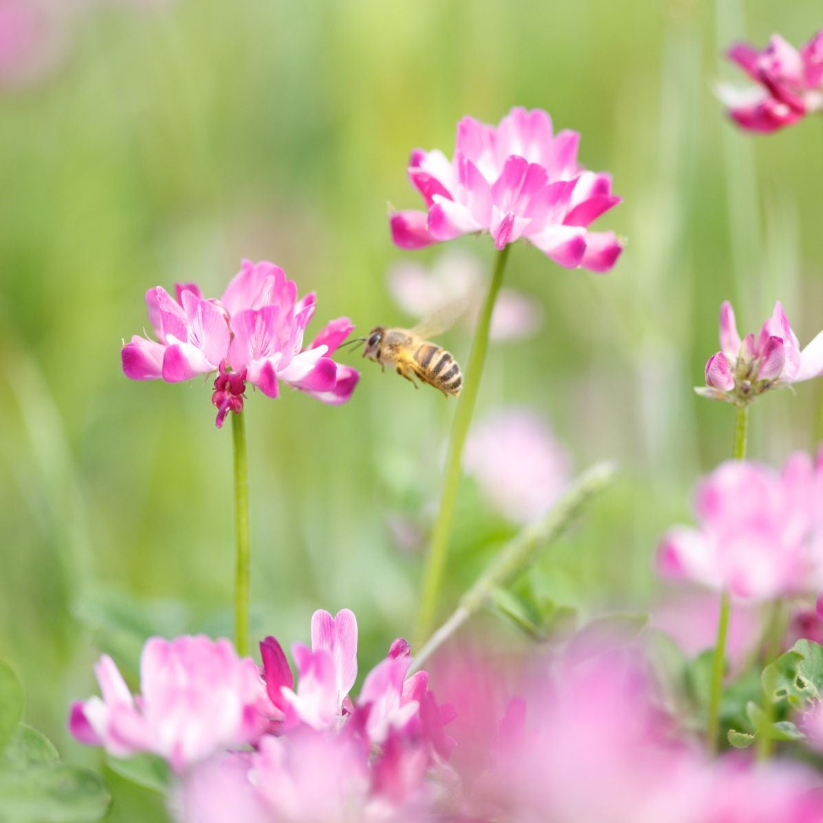 国産れんげ蜂蜜 125g