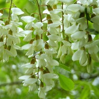 国産あかしあ蜂蜜 125g